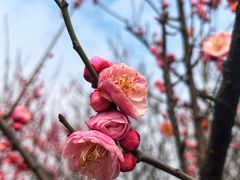 -香雪海