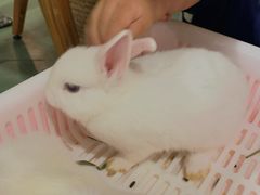 -藦茜花园宠物主题亲子互动体验馆(国顺东路店)