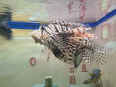 -烟台海昌鲸鲨海洋公园