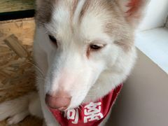 -Husky Go! 哈士奇体验馆·宠物咖啡厅狗咖