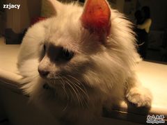 -Babycat私家御饼屋(龙头路一店)