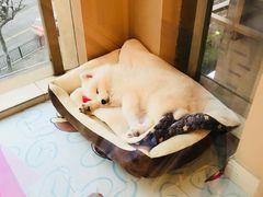 -翊宠yipet猫狗购宠庄园犬舍•猫舍