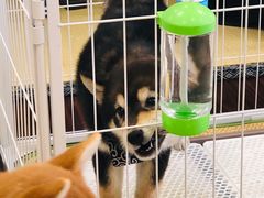 -逗柴咖啡屋·狗咖猫咖宠物桌游