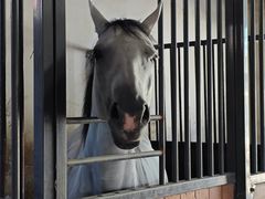 -北京群众马术培训基地