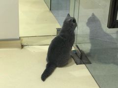 -艾贝尔宠物医院·24H转诊中心·肿瘤猫专科(江宁双龙店)