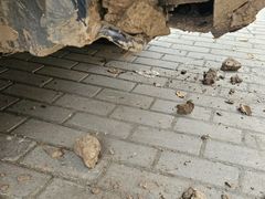 -XPEL旗舰店·汽车贴膜·隐形车衣·改色贴膜