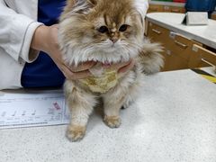 -联合动物医院(光谷诊疗中心)