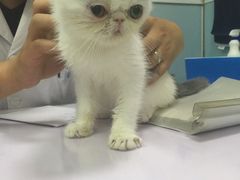 -中农大我爱我爱24h动物医院·中医针灸·猫专科·骨科医疗中心(双井店)