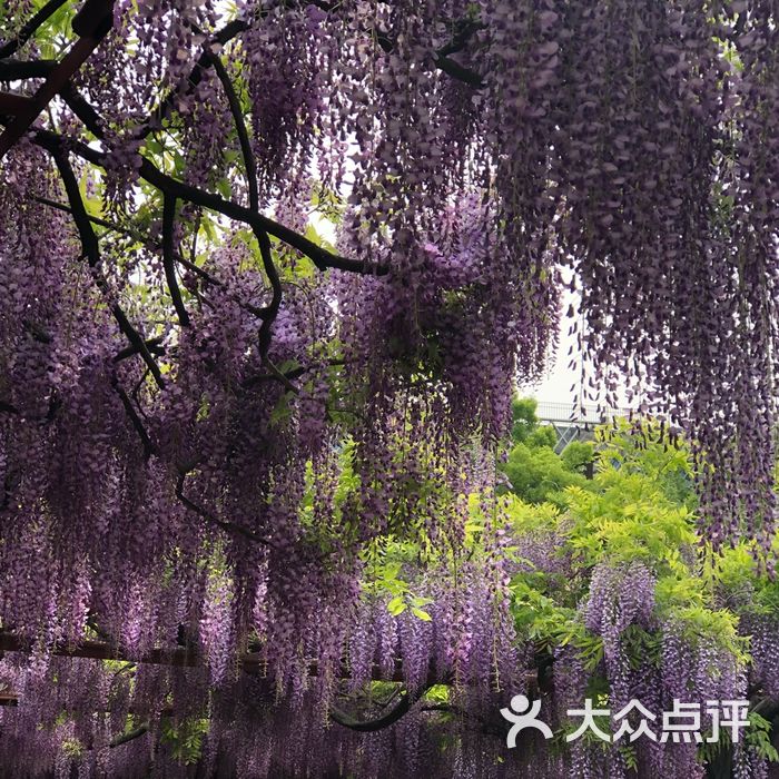 嘉定紫藤園圖片-北京公園-大眾點評網