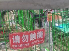 -中环花鸟鱼虫市场