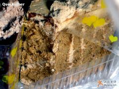 mocha&nbsp;cake-丽都DELICATESSEN熟食店