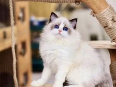 -猫十亿·布偶金渐层·曼基康矮脚猫舍(青年路店)