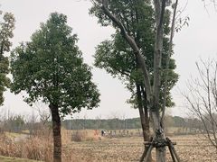 -广富林郊野公园