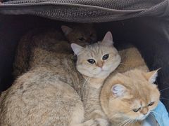 -北京观赏动物医院·24小时大型综合·猫专科·异宠专科