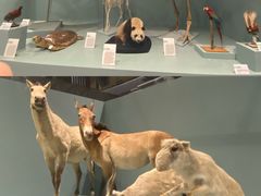 -国家自然博物馆