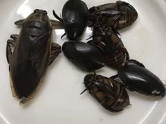 -莫华(锦绣趣园北街店)