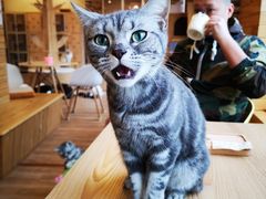 -猫的茶·猫咖
