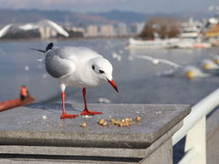 -海埂大坝