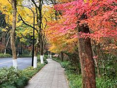 -杭州植物园