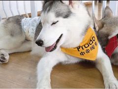 -Husky Go! 哈士奇体验馆·宠物咖啡厅狗咖