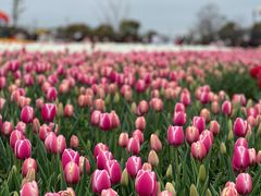 -荷兰花海