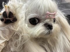 -北京派仕佳德动物医院·超导核磁·CT·神经科·骨科·内外科·急重症管理中心