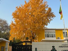 -三里屯东五街银杏大道