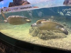 -江和美海洋公园