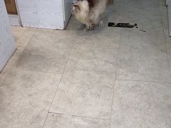 -纳吉亚猫专科动物医院·北北分院