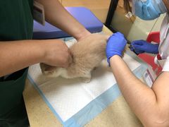 -艾贝尔宠物诊疗