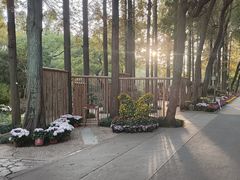 -上海醉白池公园