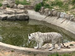 -石家庄市动物园