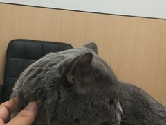 -瑞派·关忠动物医院·猫专科·犬专科(三环新城店)