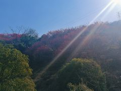 -新建村梅花
