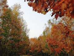 -嘉荫恐龙国家地质公园