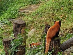 -都江堰中华大熊猫苑
