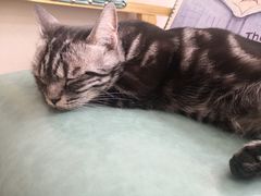 -李小姐の猫咖啡馆(五角场店)
