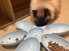 -藏猫猫咖啡主题馆(中央大道店)