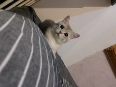 -东方名猫馆·英短金渐层布偶猫舍(环线广场1号楼店)