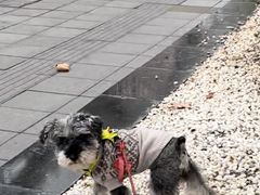 -申普宠物医院(总院)