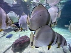 -迪拜水族馆及水下动物园