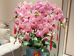 -龙大花卉苗木市场