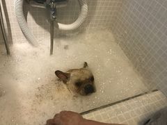 -PETKIT 小佩宠物·低压洗护·美容·寄养(安远店)