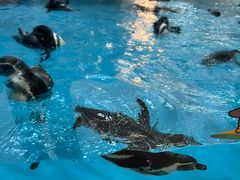 -帝企鹅自助餐厅•儿童岛•真企鹅(长隆企鹅酒店)