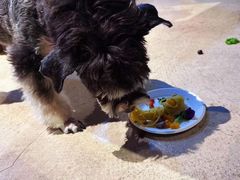 -百好乐宠物友好餐厅(朝外大街店)