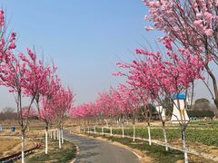 -武汉紫薇都市田园