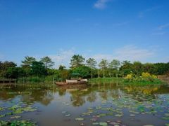-大湾区中央湿地公园