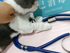 -伟伟宠物医院·CT影像中心·瑞派犬猫综合性门诊(汉口总院)