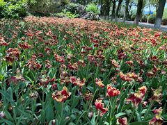 -上海鲜花港