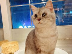 -猫儿山۰猫主题餐厅